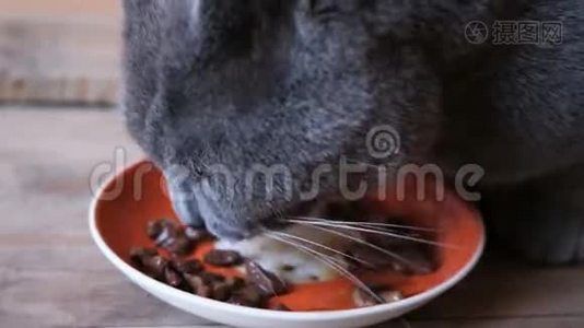 有食欲的英国品种蓝毛猫吃碗里的湿食物和舔视频