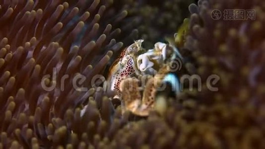 斑点瓷蟹视频