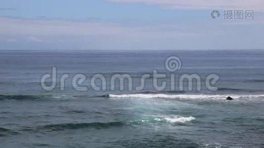 考艾海岸的鲸鱼视频