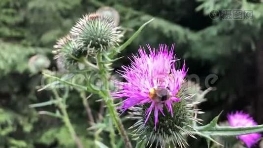 大黄蜂从紫色的花朵中采集花蜜..视频