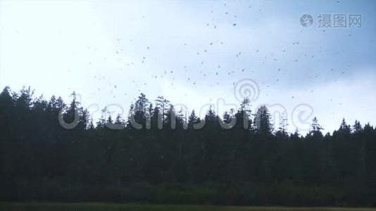 欧洲燕子在湖上捕食昆虫，慢动作视频