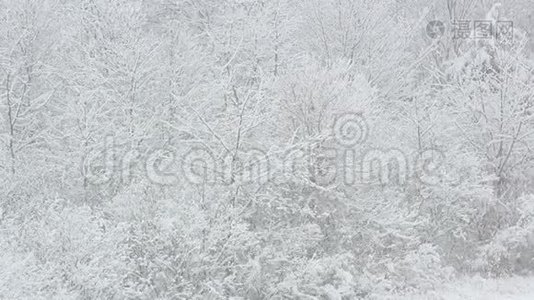 在树枝上下雪视频