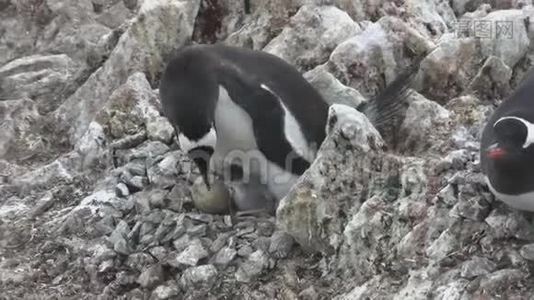 一只雌企鹅和两只雏鸟一起坐在巢里喂它们视频