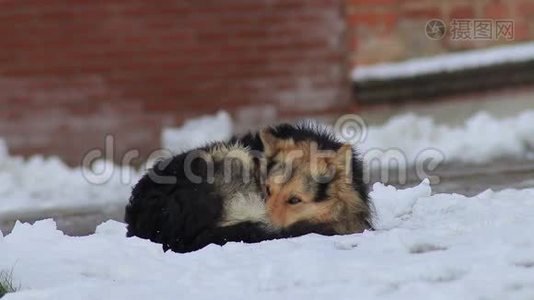 无家可归的狗在大楼近郊的雪地上结冰视频