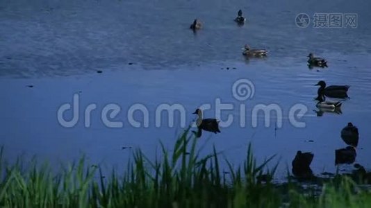 水中的鸭子（2中的1）视频