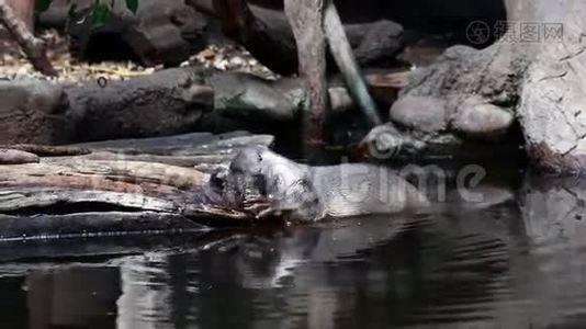 水獭吃鱼视频