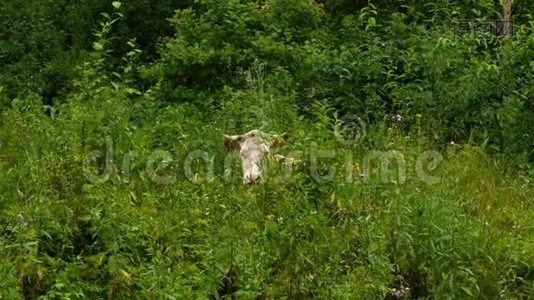棕色和白色的牛躺在绿草中视频