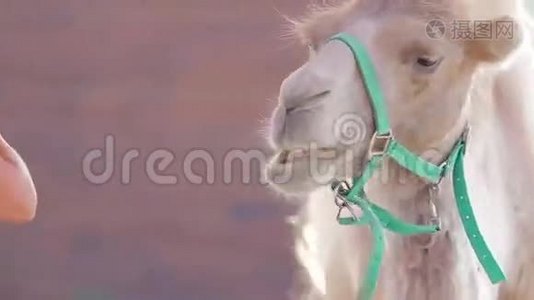 动物园的骆驼。视频
