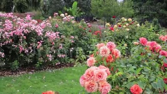大杏色玫瑰，背景为粉红色绿篱视频