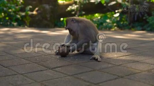 雄性猕猴试图撞击椰子视频