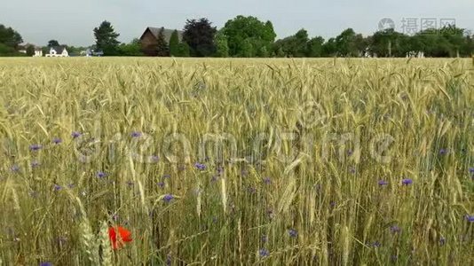 实地。 农村landscape.Wheat.Bumblebees和蜜蜂采集花蜜..视频