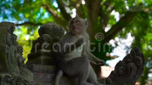 一只猕猴坐在一片石头覆盖的猴子森林里的寺庙墙上的慢镜头视频