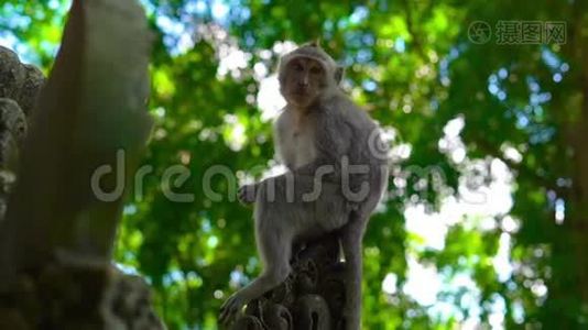 一只猕猴坐在一片石头覆盖的猴子森林里的寺庙墙上的慢镜头视频