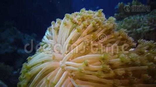 静态视频，红海里的珊瑚礁.. 珊瑚触须捕捉浮游生物，摇摆不定的美丽水下景观视频
