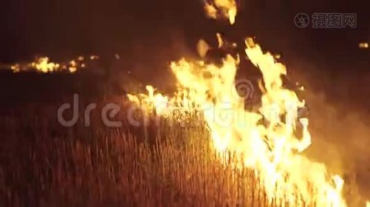 田野里草的夜火。 4K视频