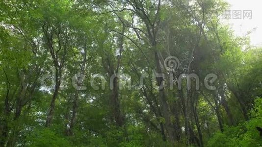 热带森林里的雨，山上有阳光视频