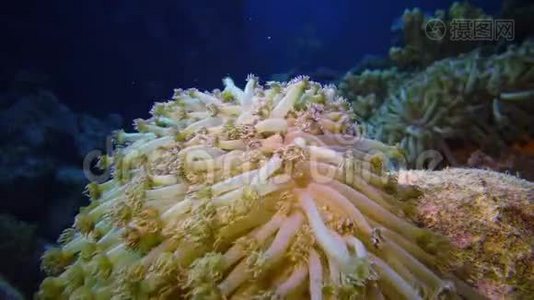 静态视频，红海里的珊瑚礁.. 珊瑚触须捕捉浮游生物，摇摆不定的美丽水下景观视频