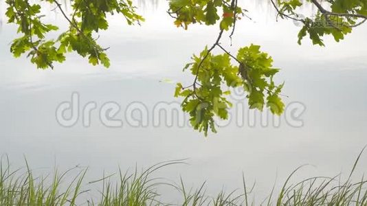 静静湖水背景下的橡树叶视频