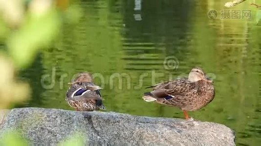 鸭子躺在湖边的岩石上视频