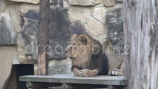亚洲狮子潘特赫拉狮子波斯受到威胁的物种视频