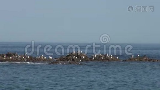 在日本海的绿色石岩海滩上，海面上的鸟在海浪中。视频