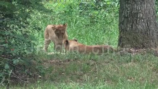 两只小狮子幼崽在玩视频