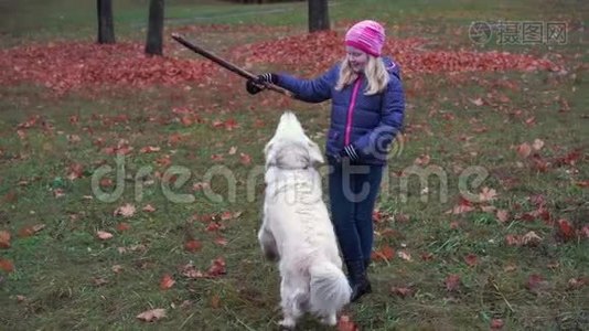一个美丽的小女孩在秋天的公园里和一只漂亮的小狗玩耍，动作很慢视频