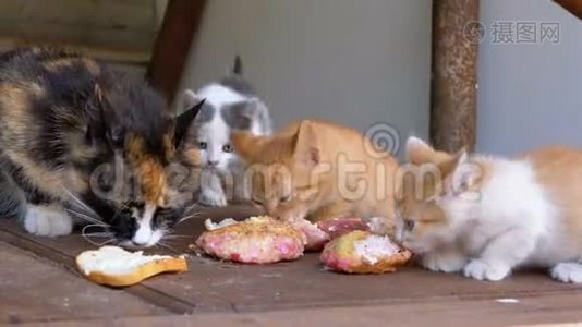 无家可归的三色护理猫在街上吃肉视频