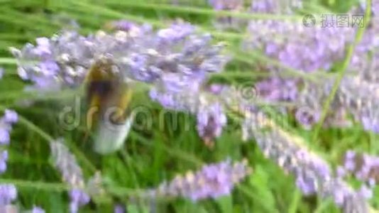 薰衣草花活动中的蜜蜂视频