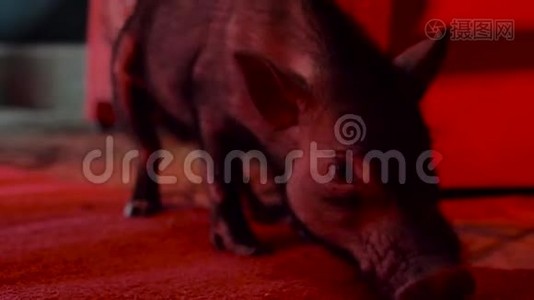 装饰猪走在黑暗的房间里，有红色的照明，在人们的腿之间。视频