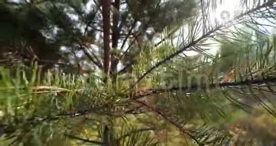 幼树的针叶枝.. 绿色针叶树。视频