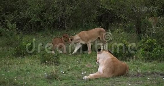 非洲狮子、豹狮子、母熊、肯尼亚马赛马拉公园，实时4K视频