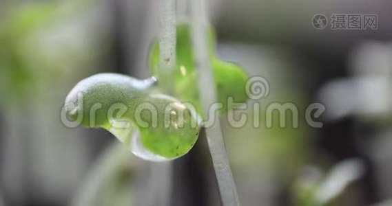 年轻的绿色植物，上面有水滴干燥，极端接近时间流逝，生活理念，音乐视频，春天的夏天视频