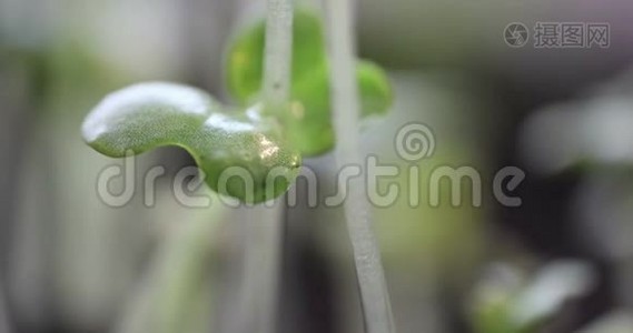 年轻的绿色植物，水滴在阳光下，出现极端的近距离时间流逝，生活观念，音乐视频视频