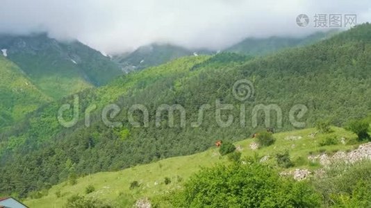 多汁的青山和马匹凝视着山谷中的草地视频