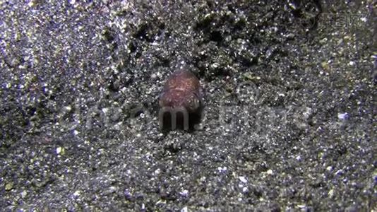 贝瑞`的波巴蒂乌普利姆纳贝里躲在兰贝海峡的夜晚的沙滩上视频