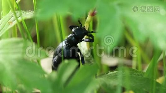 野生动物中的甲虫。 夏绿新草中的深蓝色甲虫视频