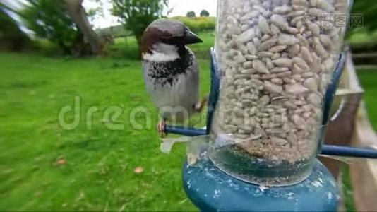 英国女饲鸟桌视频