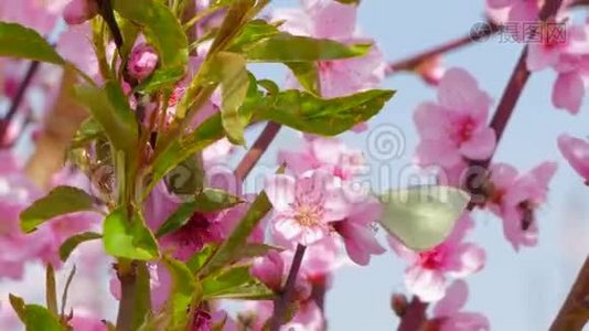 有花和嫩叶的树的枝条。视频