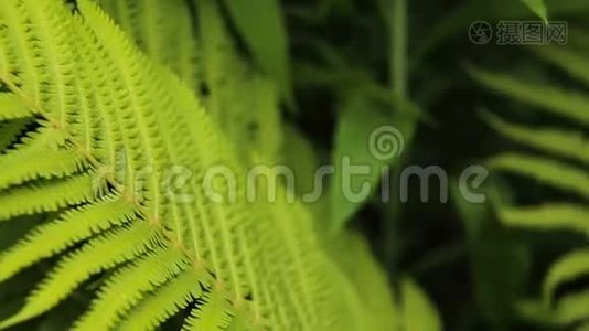 森林里的绿色蕨类植物。视频