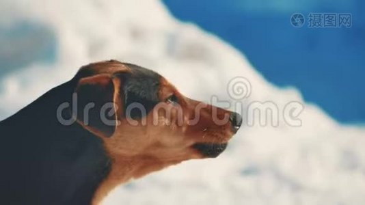 吠犬不具攻击性。 肖像愤怒的狗在冬天的雪背景。 无家可归的动物宠物生活方式问题视频