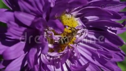 蜜蜂在一个花特写视频