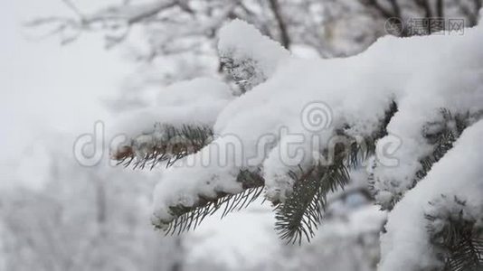 冬天松枝，雪花上一枝，云杉叶随水滴特写.. 美丽的自然景观视频