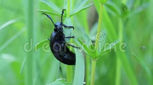 野生动物中的甲虫。 夏绿新草中的深蓝色甲虫视频