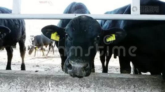 特写镜头。 年轻的公牛看着相机，咀嚼干草。 苍蝇飞来飞去。 奶牛，大黑纯种，繁殖公牛视频