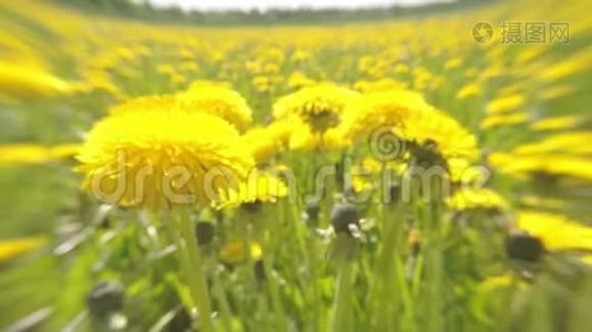 在夏日阳光明媚的日子里，黄色蒲公英在镜头上的柔和焦点上被移除视频