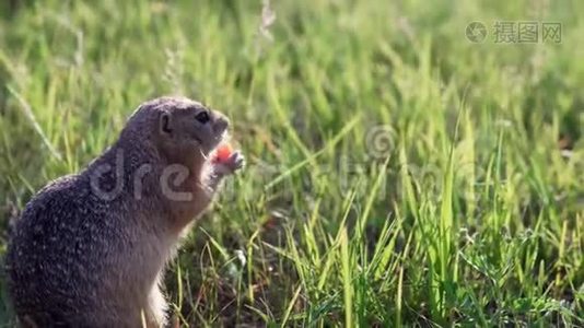 有趣的地鼠坐在草地上啃食或吃胡萝卜。 复制空间视频