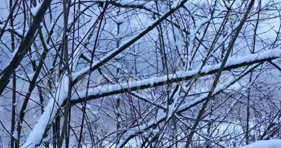 森林里的雪和风视频