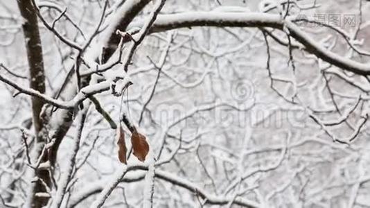 冬天，两片枯叶挂在一个城市公园里一棵白雪覆盖的树的树枝上。视频