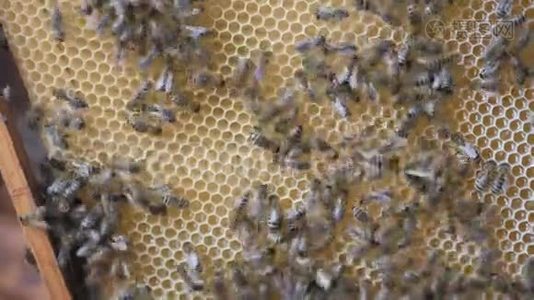 工蜂用蜂蜜做蜂巢。人类的手指头显示了蜂蜜在细胞中的位置。视频